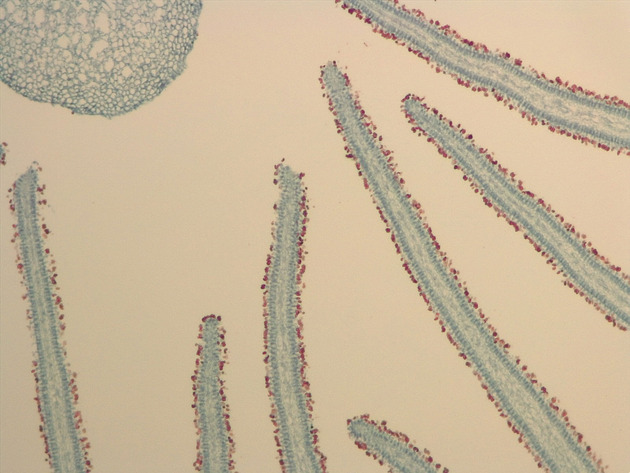 Coprinus Slides - Coprinus 04 100X